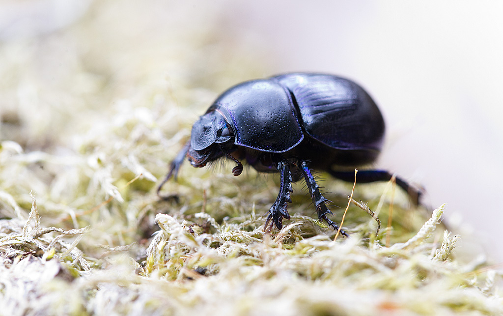 géotrupe  - Anoplotrupes stercorosus.jpg