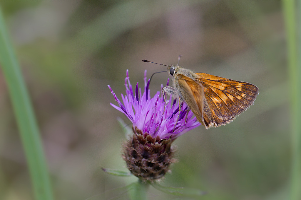 La virgule - Hesperia comma.jpg