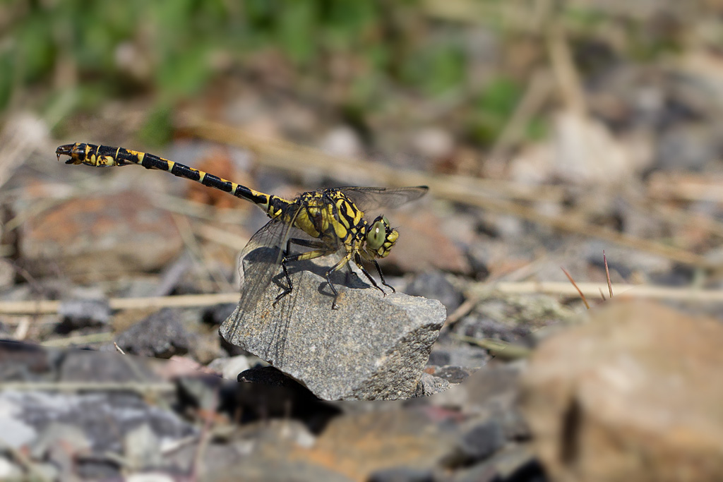 Onychogomphus forcipatus mâle.jpg