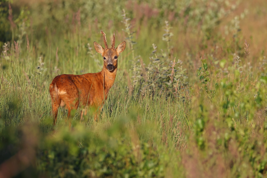 Chevreuil - Capreolus capreolus - Roe Deer 23 I&N.JPG