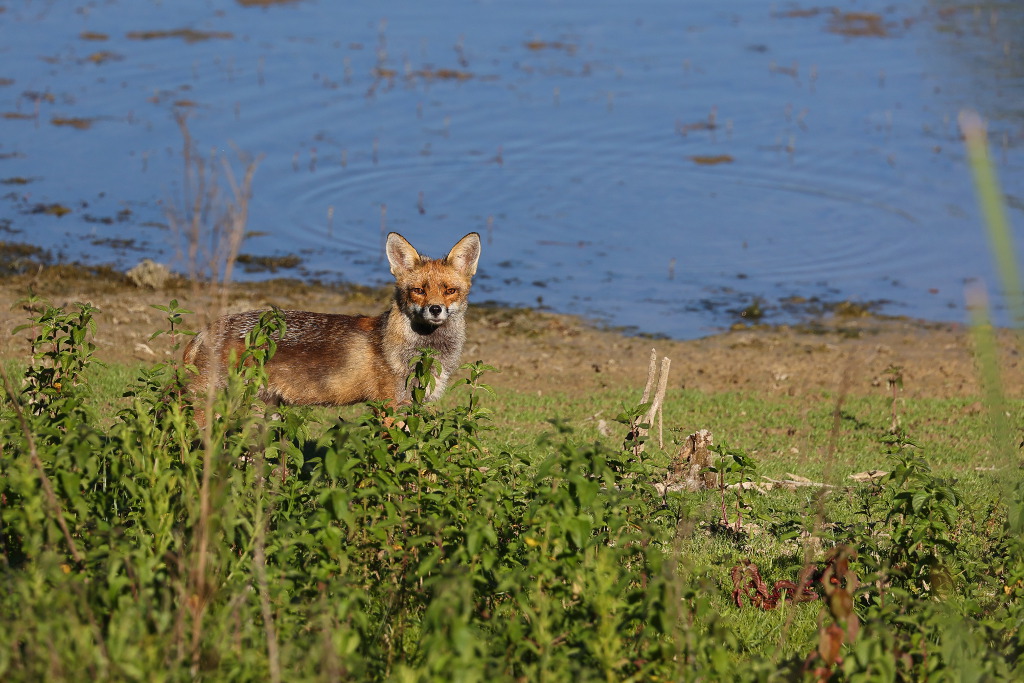 Renard roux 3 I&N.JPG