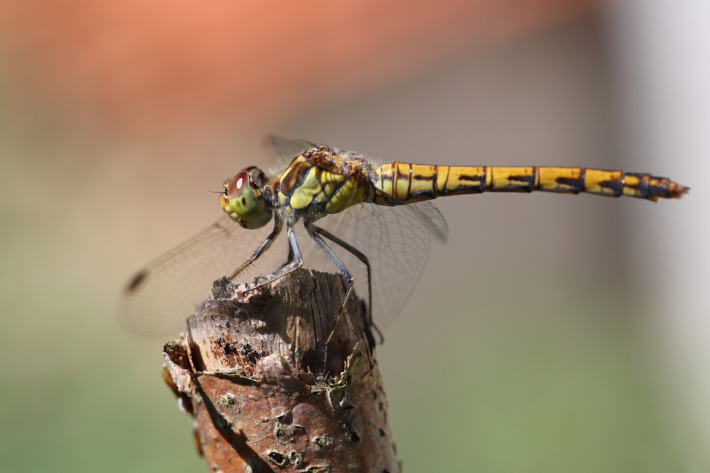 Sympétrum fascié - Sympétrum striolatum 59 I&N.JPG