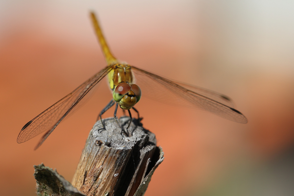 Sympétrum fascié - Sympétrum striolatum 63 I&N.JPG