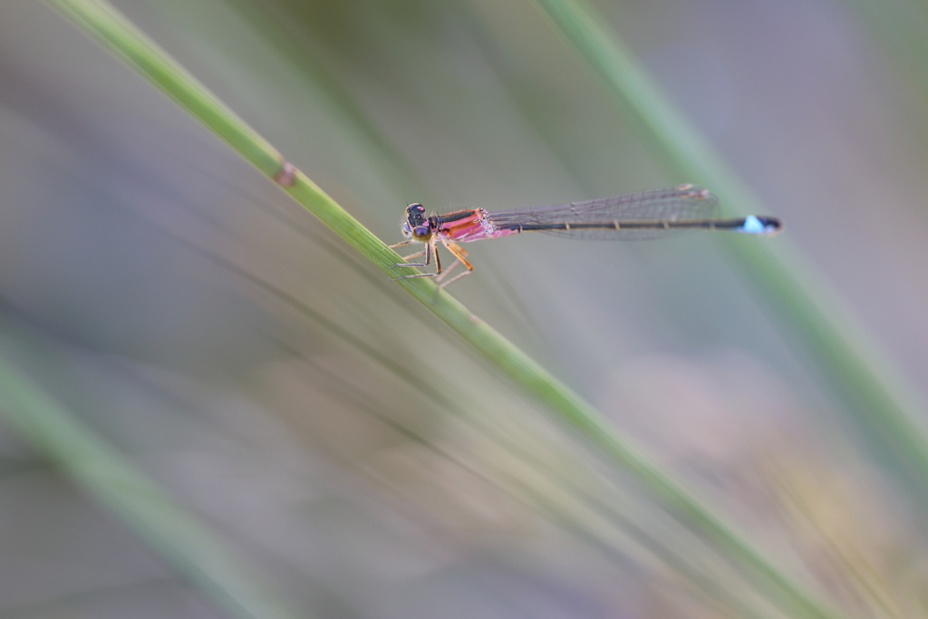 Agrion élégant 21 I&N.JPG
