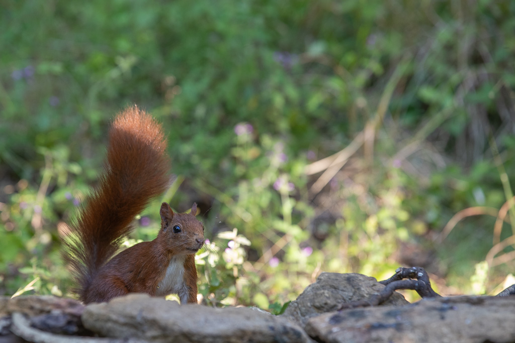 Ecureuil roux (Sciurus vulgaris) Red squirel-527.jpg