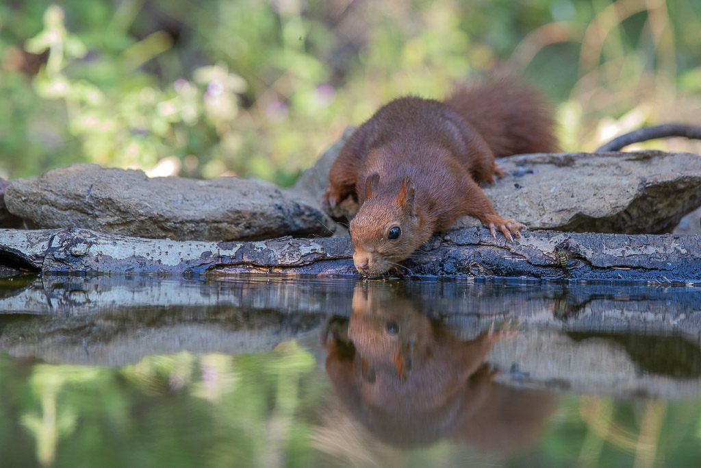 Ecureuil roux (Sciurus vulgaris) Red squirel-530.jpg