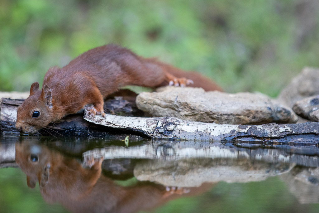 Ecureuil roux (Sciurus vulgaris) Red squirel-543.jpg