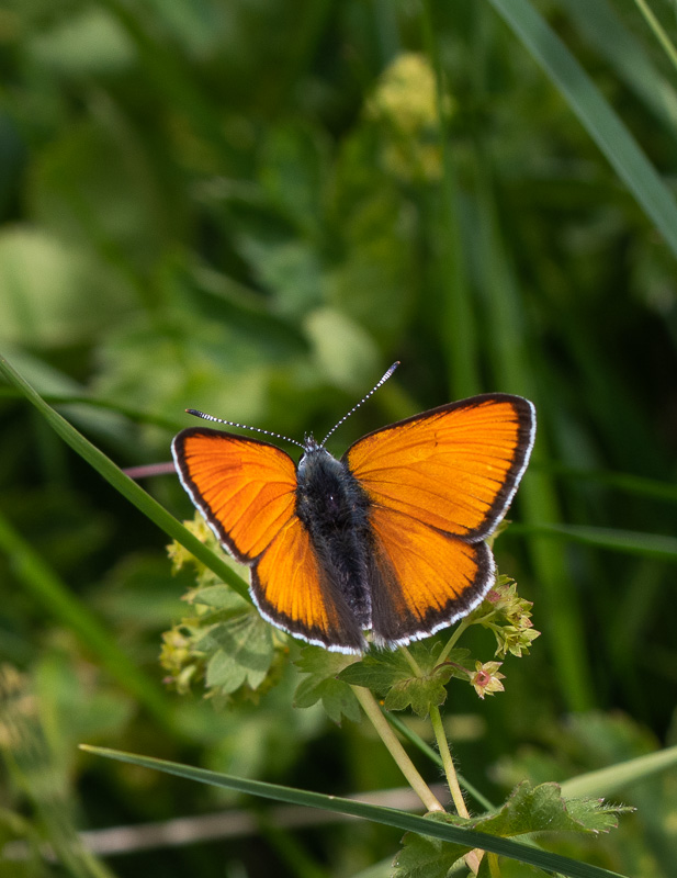 Papillon - Cuivré de la verge d'or -0-.jpg