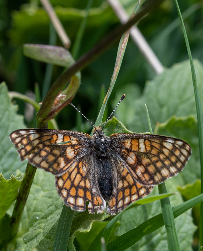 Papillon - Damier des Alpages -0-.jpg