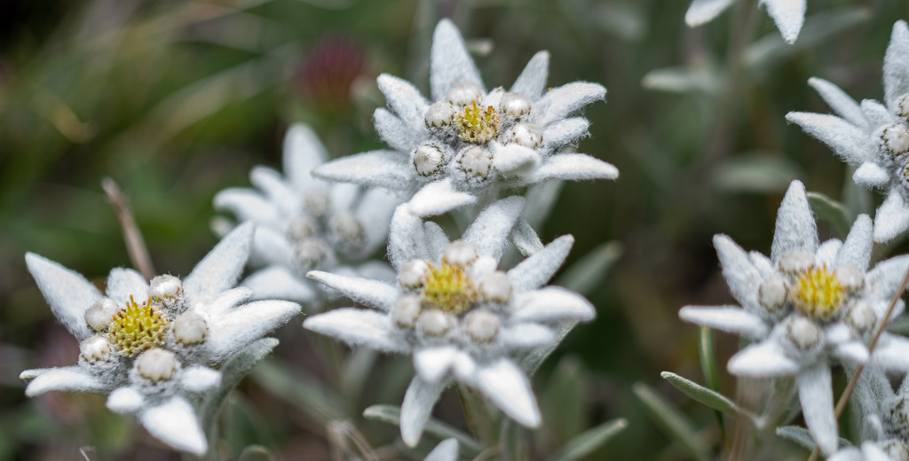 Edelweiss -1-.jpg