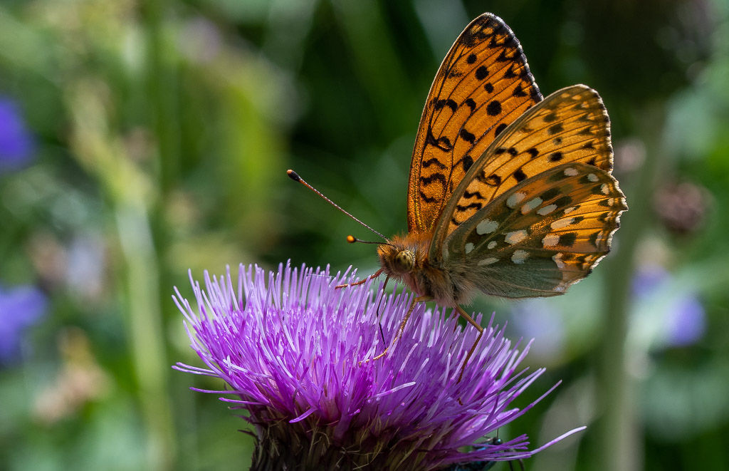 Papillon - Le Grand Nacré -5-.jpg