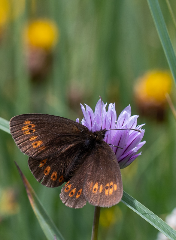 Papillon - Moiré.jpg