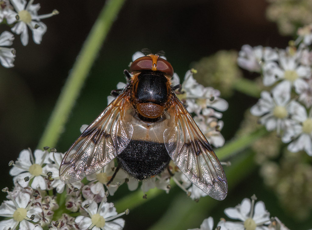 Mouche Volucelle transparente.jpg