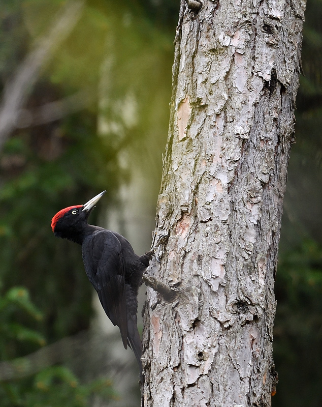 DS5_8795.jpg