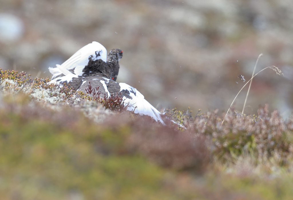 DS5_0315.jpg