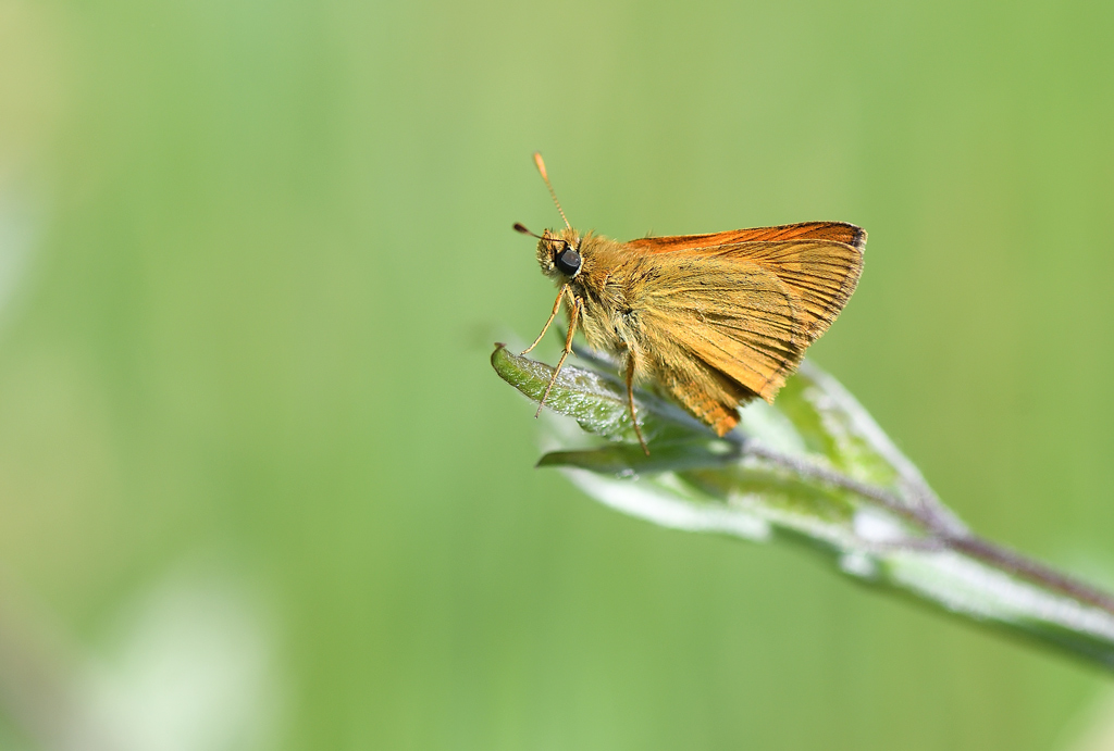 DS5_0613.jpg
