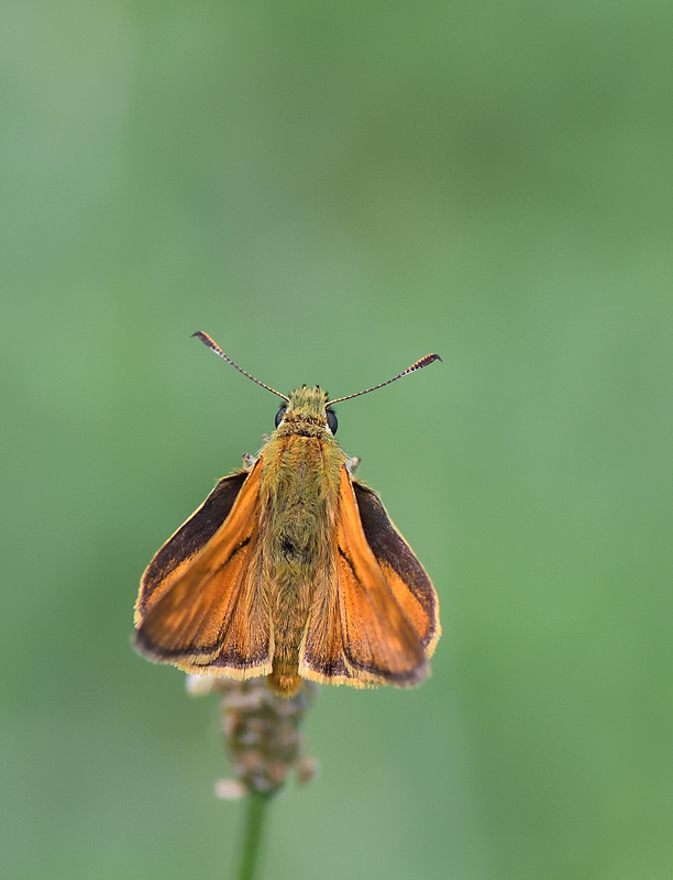 DS5_0703.jpg