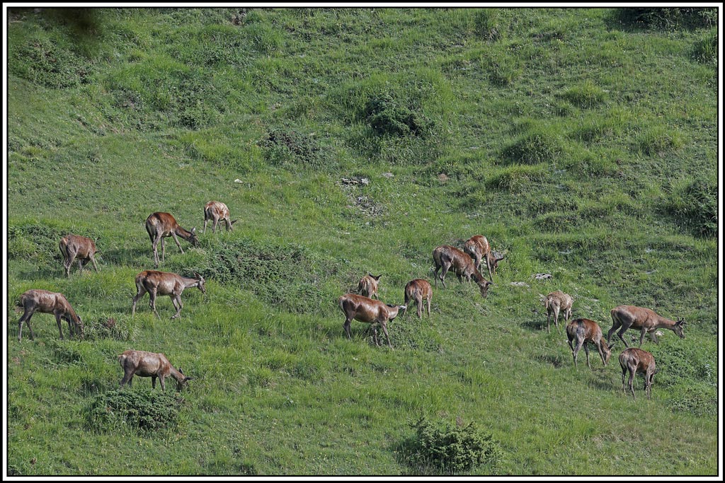 cerf(4131).jpg