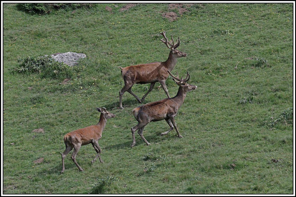 cerf(4148).jpg
