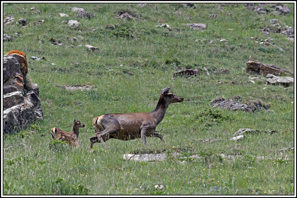 cerf(4174).jpg