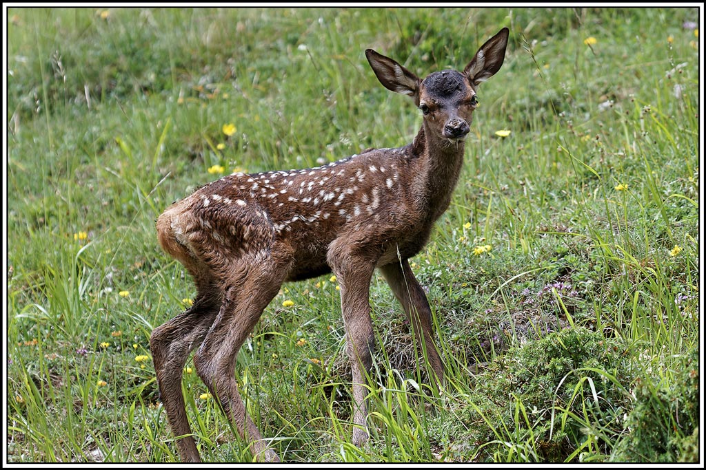 cerf(4074).jpg
