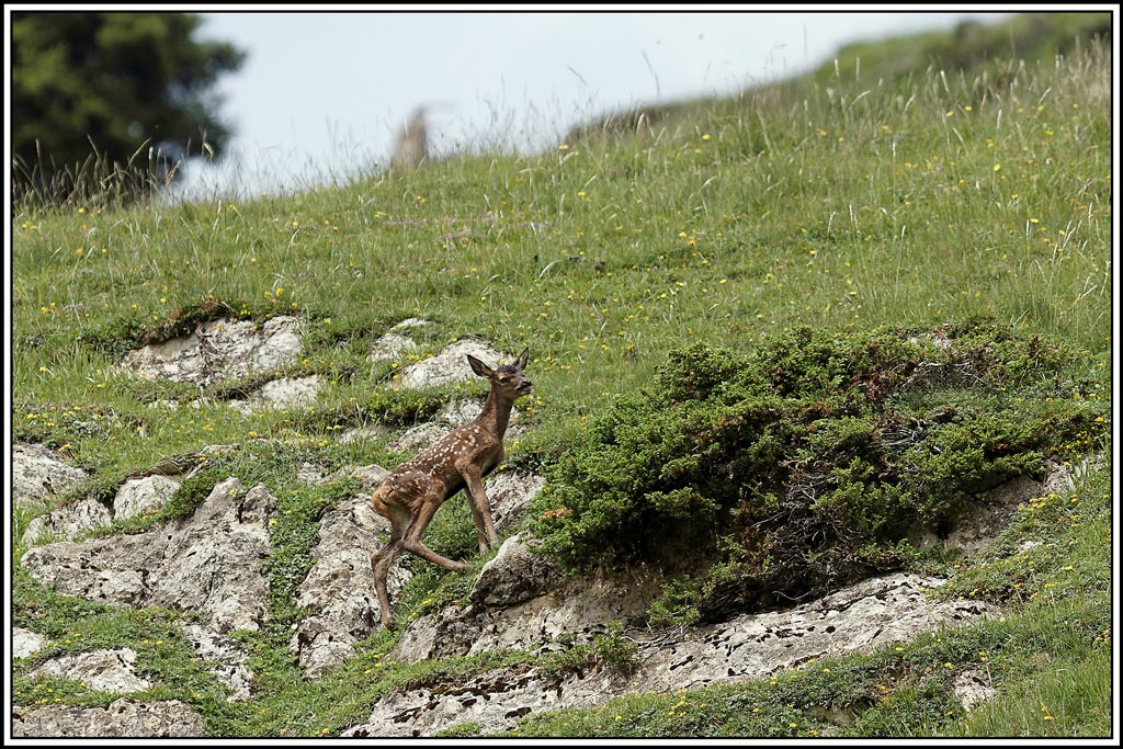 cerf(4089).jpg
