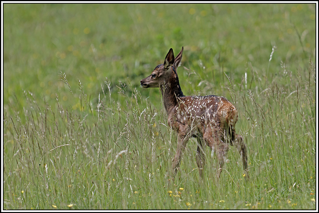 cerf(4082).jpg