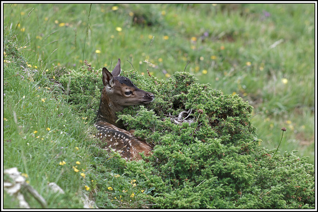 cerf(4097).jpg