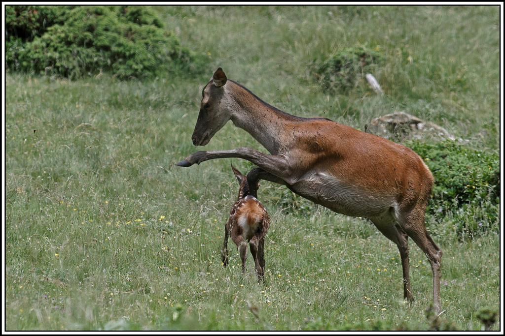 cerf(4217).jpg