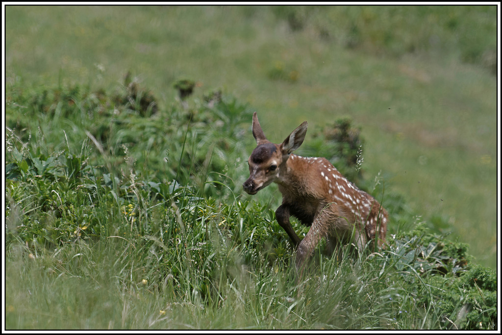 cerf(4226).jpg
