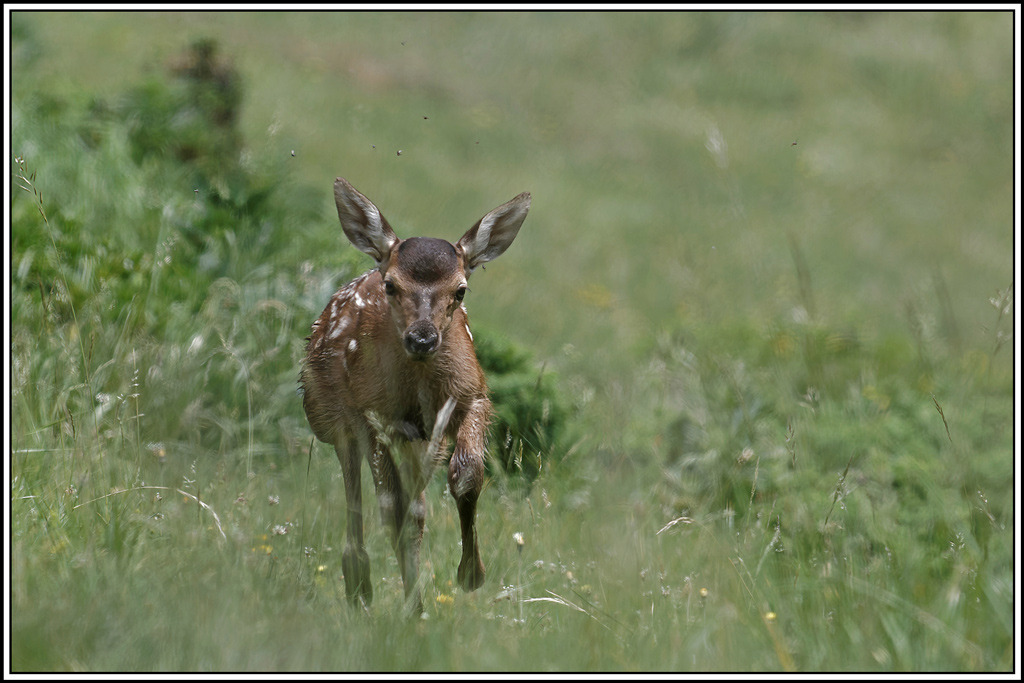 cerf(4230).jpg
