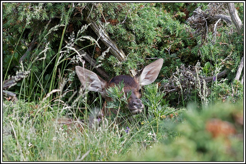 cerf(4254).jpg