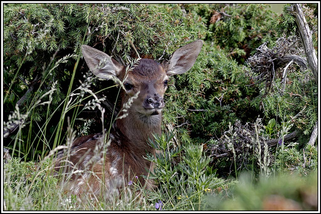 cerf(4258).jpg