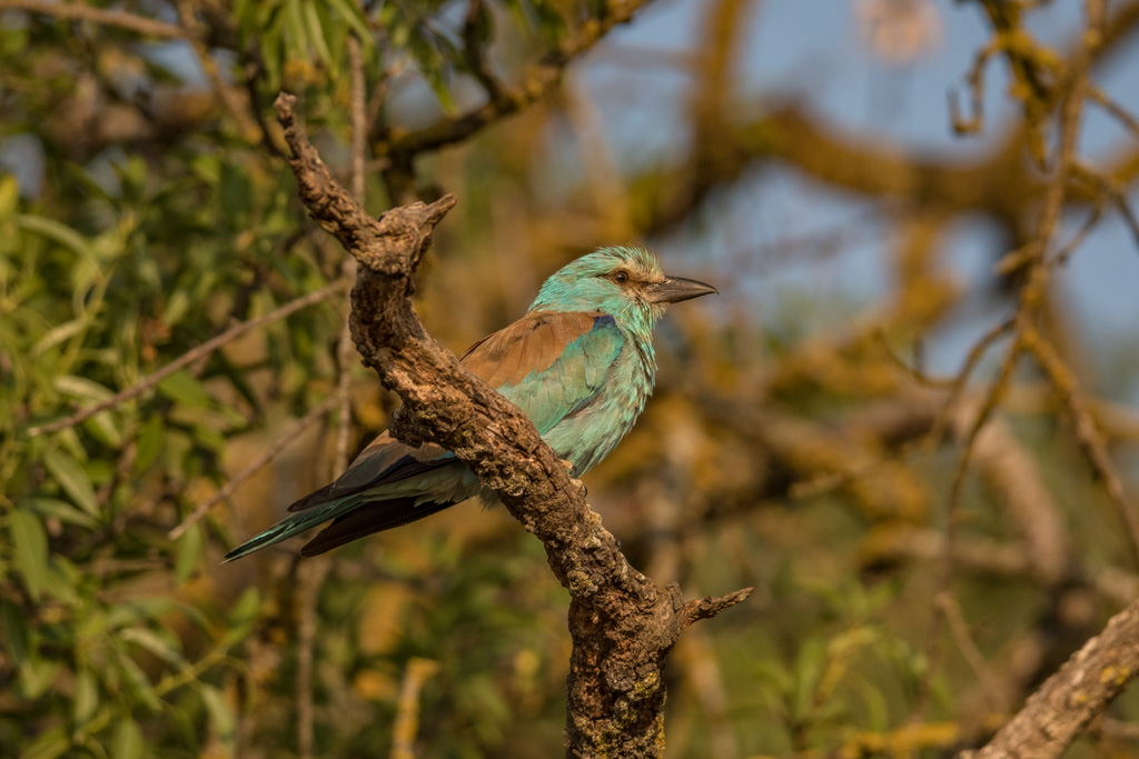 2018-D500-Montgai-065.jpg