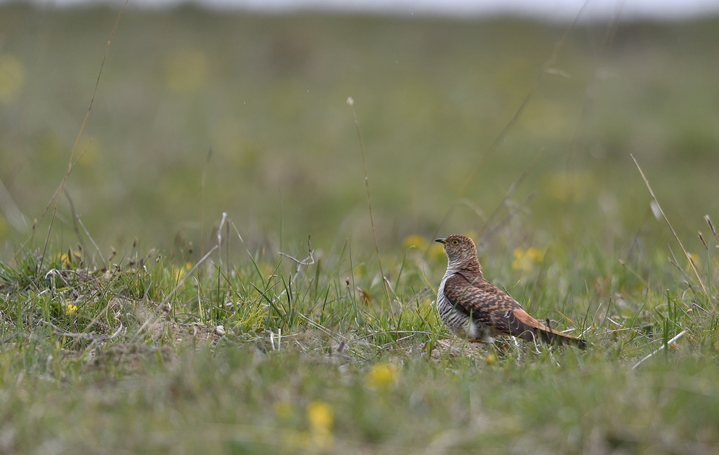 DS5_1802.jpg