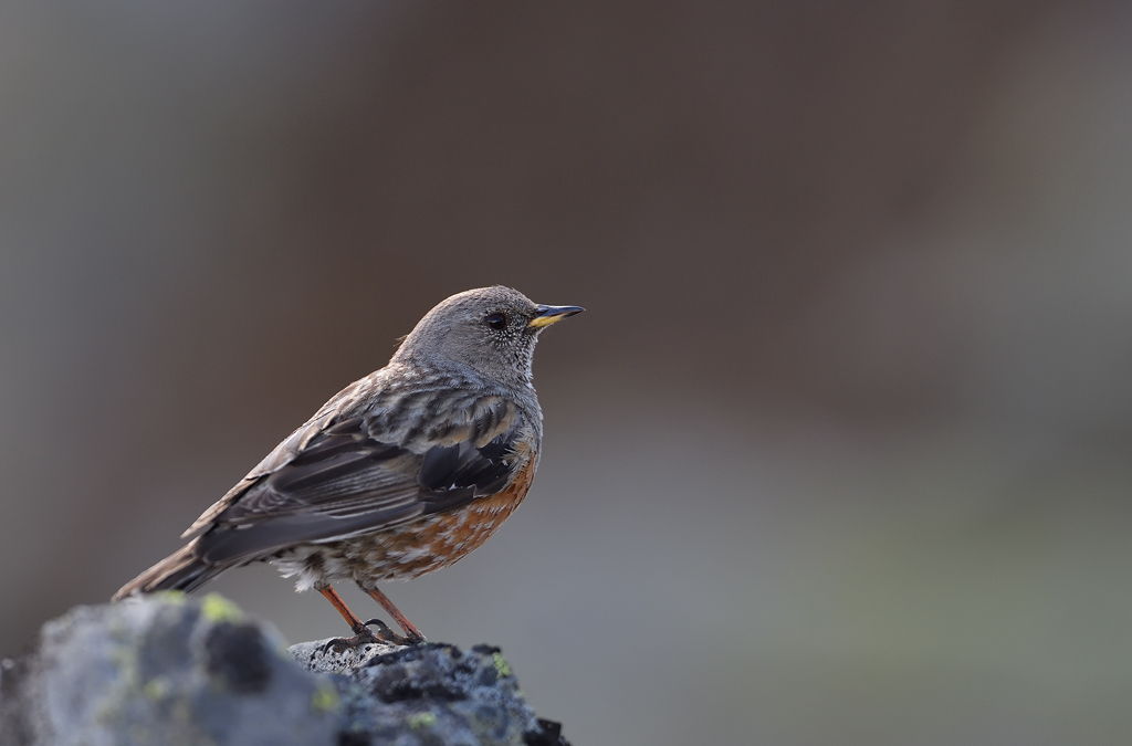 DS5_3632.jpg