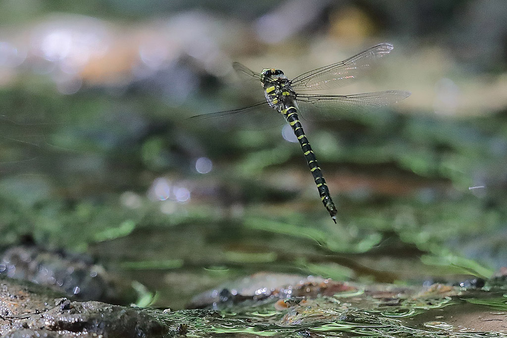 Cordulégastre annelé ponte 1.jpg