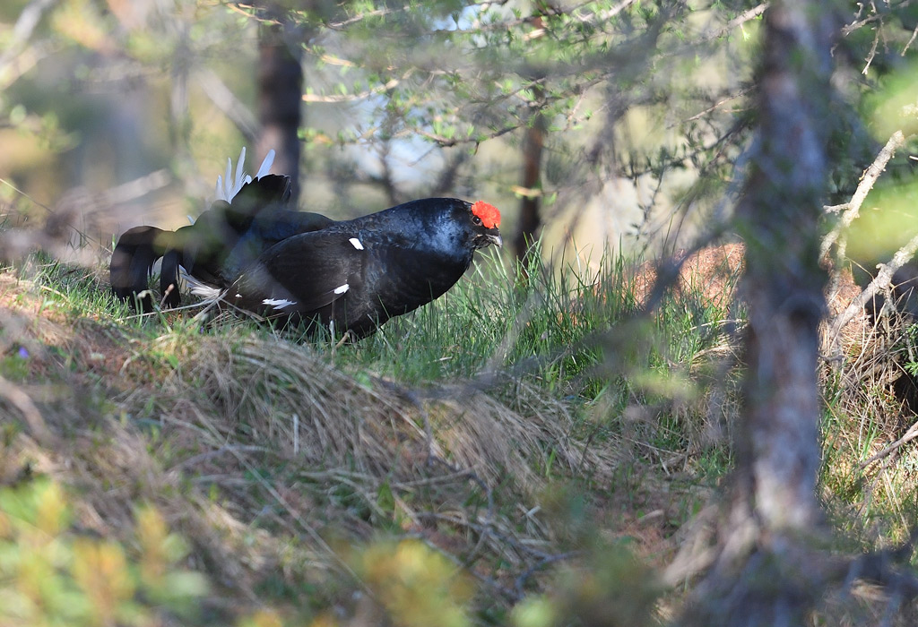 DS5_9725.jpg
