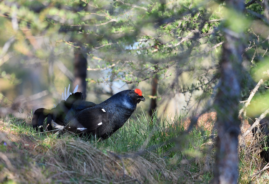 DS5_9726.jpg