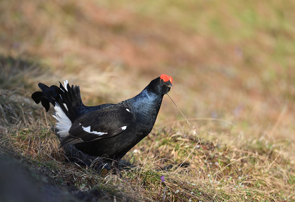 DS5_9730.jpg