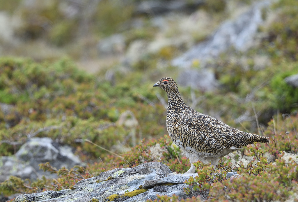 DS5_0456.jpg