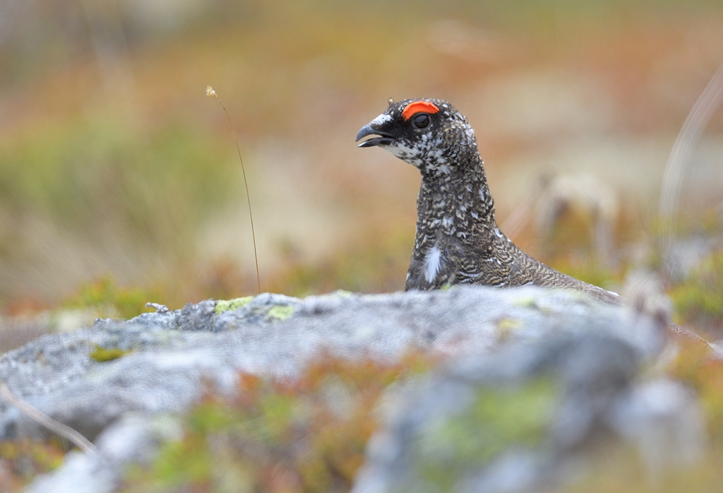 DS5_0476.jpg