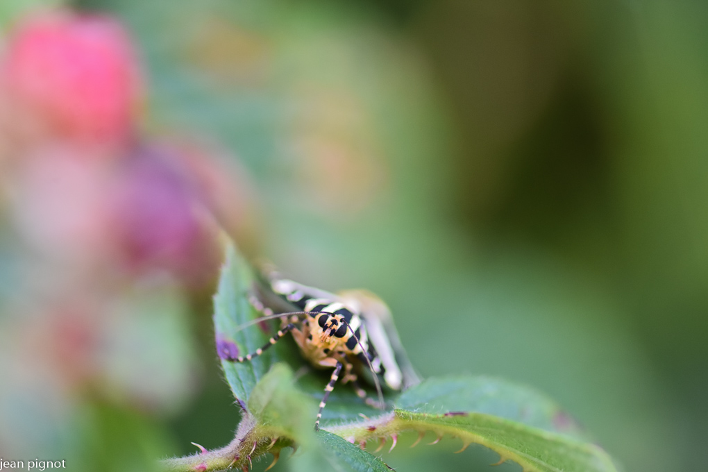 14072022-DSC_7536.JPG