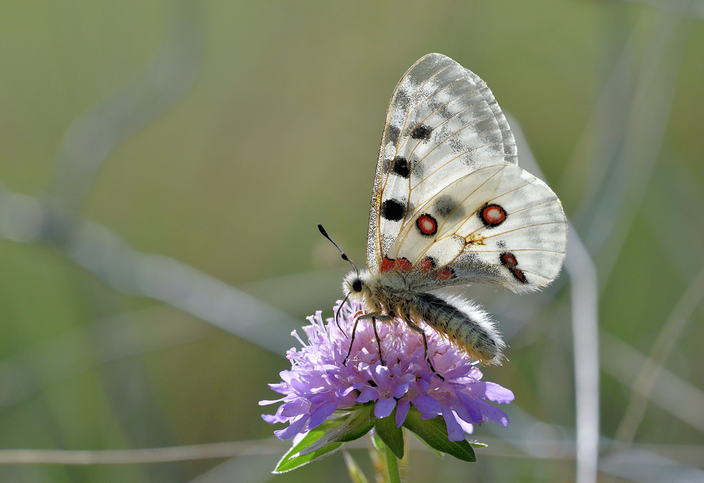 DSC_3931.jpg