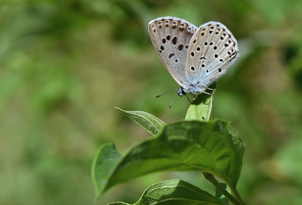 DSC_4536.jpg