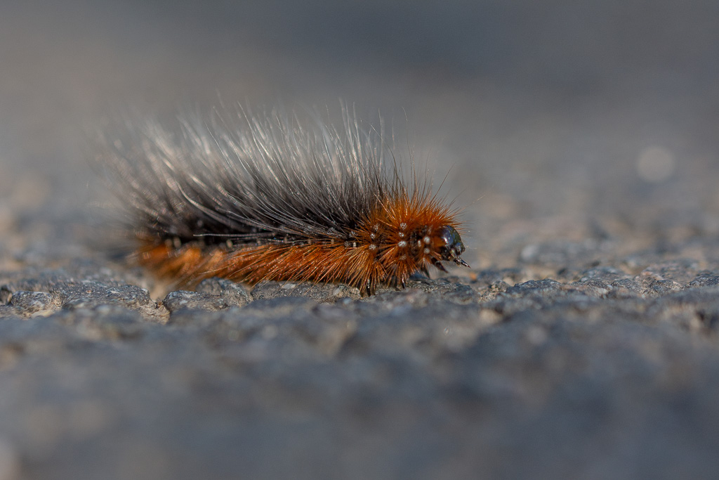 Chenille de l'Ecaille Martre -2-.jpg