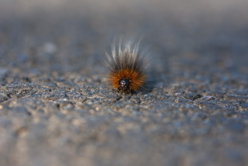 Chenille de l'Ecaille Martre.jpg