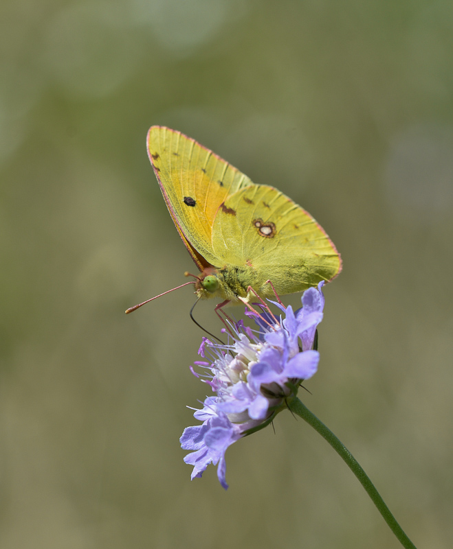 papillon - Le souffré -1-.jpg
