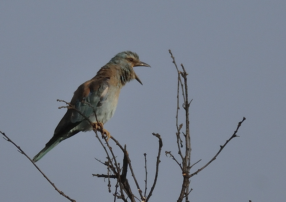 _PHI0013.JPG