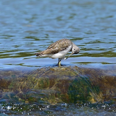 7N9A2678.IN.jpg